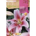 Bulb de lilium a granel