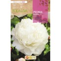 Bulb de peonia a granel