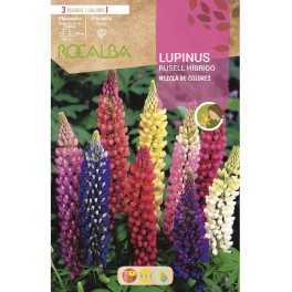 Bulb de Lupinus variat (3 unitats) Rocalba