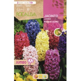 Bulbo Jumbo Hyacinth sortido (saco de 3 unidades)