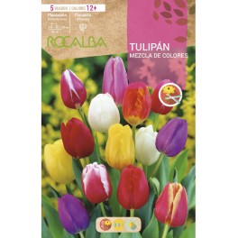 Comprar bulbo de tulipan