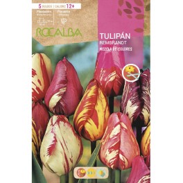 Bulb de tulipa Rembrandt variat (bossa 3 unitats)