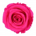 Konservierte Rose in hellem Rosa