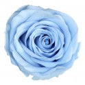 Rosa azul claro conservada