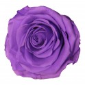 Helle lila konservierte Rose