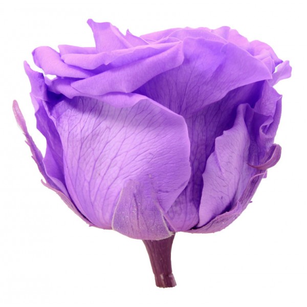 Rosa lilás brilhante conservada - Germigarden