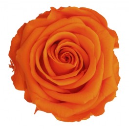 Rosa laranja conservada