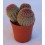 Cactus i crasa (test 5,5 cm ø) variat