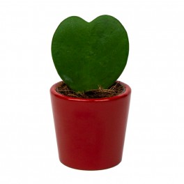 Hoya Kerrii o planta del corazon (maceta 7 cm ø)