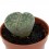 Lithops