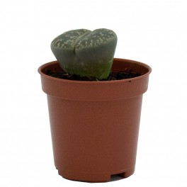 Lithops