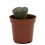 Lithops