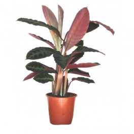 Calathea warscewiczii