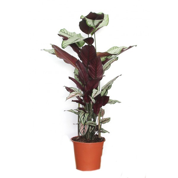 Calathea Crocata  Plante paon 50cm acheter ?