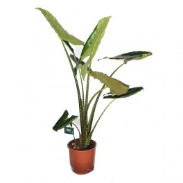 Alocasia Zebrina (90 - 100 cm de altura)