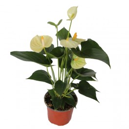 Anthurium blanc (test 12 cm Ø) - Germigarden