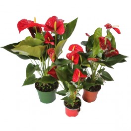 Anthurium rojo