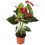 Anthurium rojo