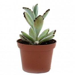 Kalanchoe Tomentosa (pot 9 cm ø).