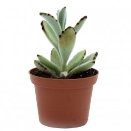 Kalanchoe tomentosa (maceta 9 cm ø)