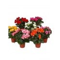 Begonia de verano por 1,30€ en Germigarden