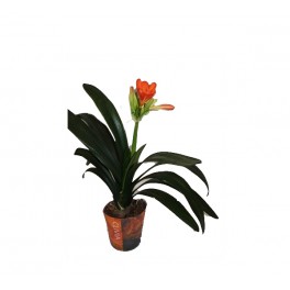 Clivia (pot 13 cm ø)