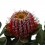 Protea banksia coccinea