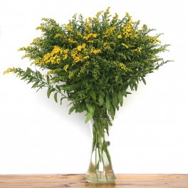 Solidago