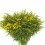 Solidago