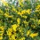 Solidago