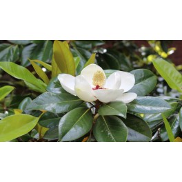 Magnolia grandiflora