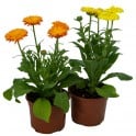 Calendula (pot 10,5 cm Ø)