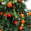 Solanum pseudocapsicum (vaso de 13 cm Ø)