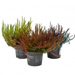 Calluna Teinte (pot 11 cm Ø).