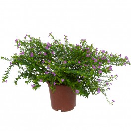 Bacopa (pot 13 cm ø).