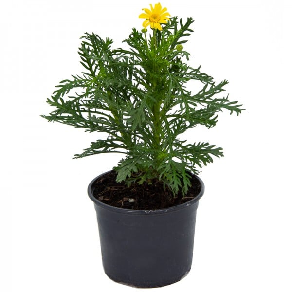 Comprar euryops de flor amarilla desde 4,50€ a Germigarden