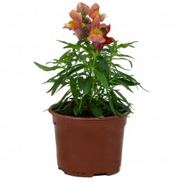 Gueule de Dragon ou Antirrhinum (pot 10,5 cm Ø)