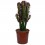 Euphorbia trigona (vaso 23 cm ø)