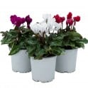 Cyclamen ou Cyclamen