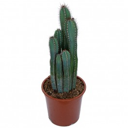 Cereus peruvianus (maceta 23 cm ø)