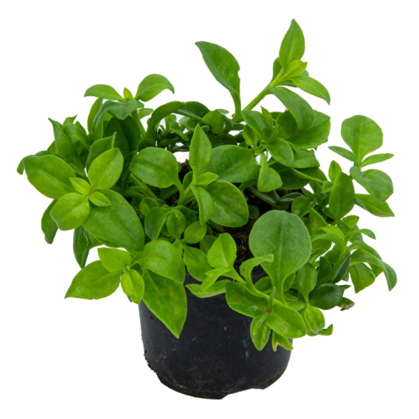 Aptemia cordifolia por 1,95€ en Germigarden