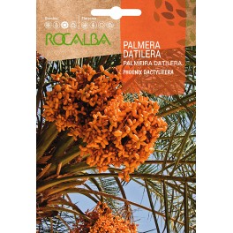 Semilla Palmera datilera (Phoenix Dactylifera)