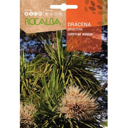 Semente Dracena (cordyline indivisa)