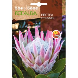 Llavor Protea Cynaroides