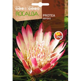 Semilla Protea Repens