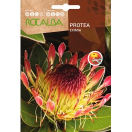 Semilla Protea Eximia