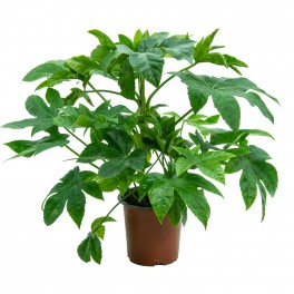 Aralia (vaso de 14 cm ø)