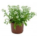 Alyssum ou Alisum (pot 10,5 cm ø).