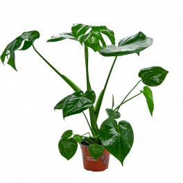 Costela de Monstera ou Adam (80 - 100 cm aprox.)