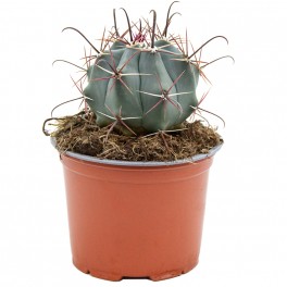 Ferocactus Coloratus (pot 12 cm ø).